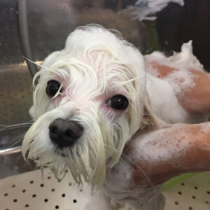 シャンプーマルチーズ