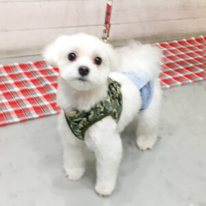 仕上がりマルチーズ