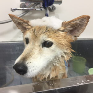 シャンプーミックス