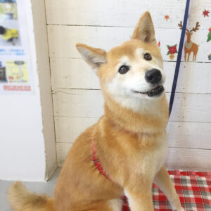 仕上がりミックス