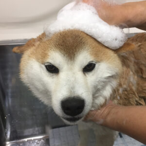 シャンプーしば