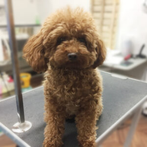 よろしくトイプー