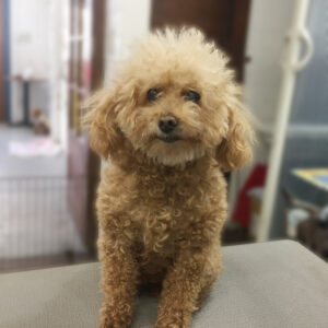 よろしくトイプー