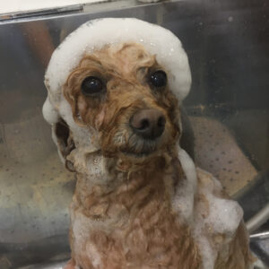 シャンプートイプー