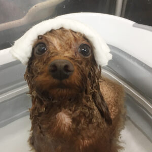 お風呂トイプー