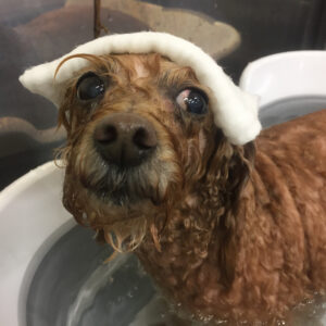 お風呂トイプー