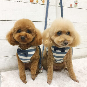 仕上がりトイプー