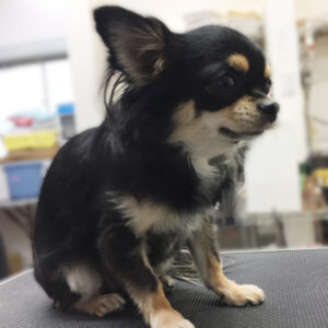 よろしくチワワ