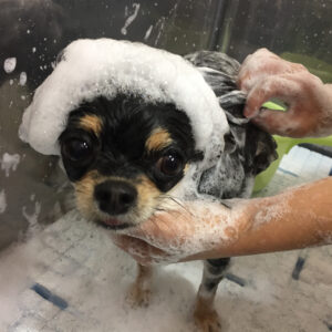 シャンプーチワワ