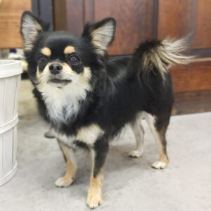 仕上がりチワワ