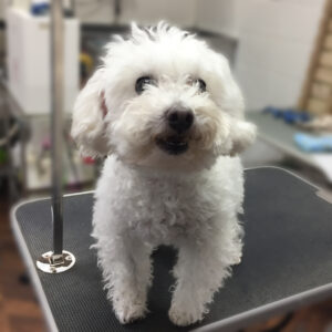 よろしくトイプー