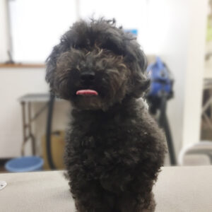 よろしくトイプー