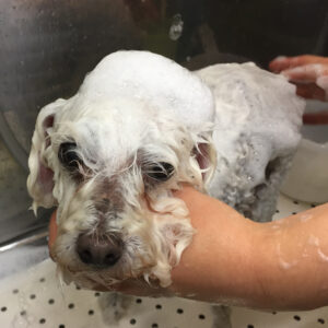 シャンプートイプー