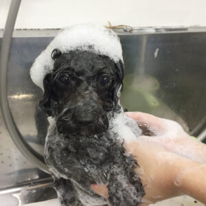 シャンプートイプー