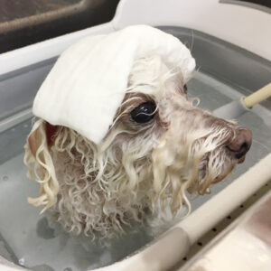 お風呂トイプー