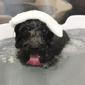 お風呂トイプー