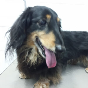 よろしくダックス