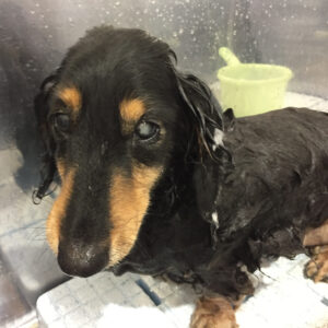 シャンプーダックス