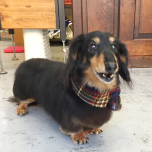 仕上がりダックス