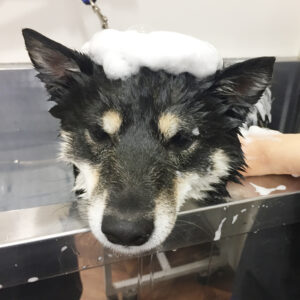 シャンプーしば