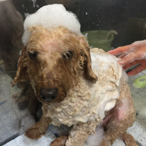 シャンプートイプー