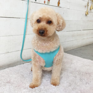 仕上がりトイプー