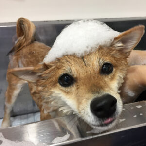 シャンプーしば