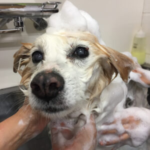 シャンプーミックス