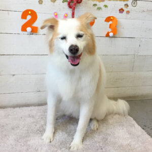 仕上がりミックス