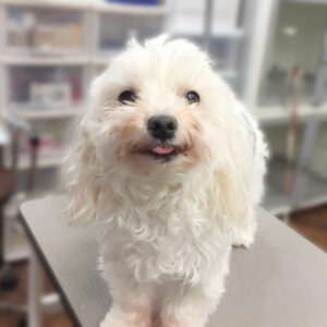 よろしくマルチーズ