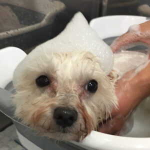 シャンプーマルチーズ