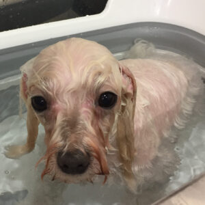 お風呂マルチーズ