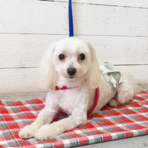 仕上がりマルチーズ