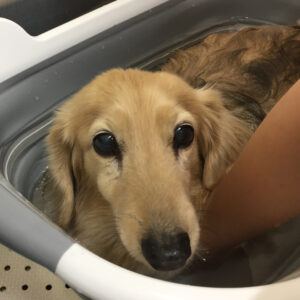 お風呂ダックス