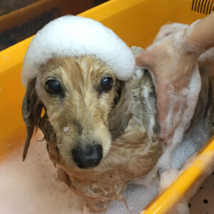 シャンプーダックス