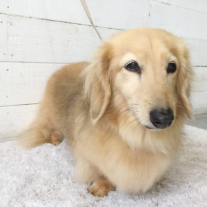 仕上がりダックス