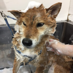 シャンプーしば