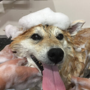 シャンプーしば