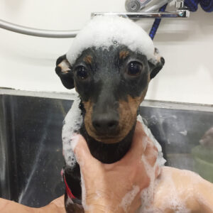 シャンプーミニピン