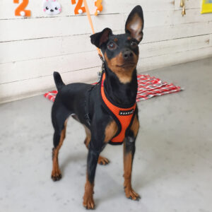 仕上がりミニピン