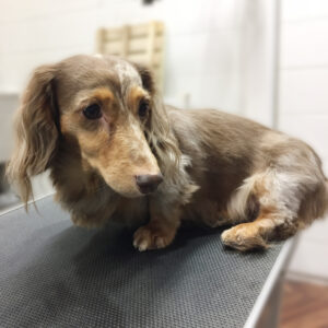 よろしくダックス