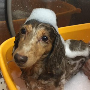 シャンプーダックス