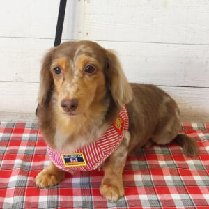 仕上がりダックス