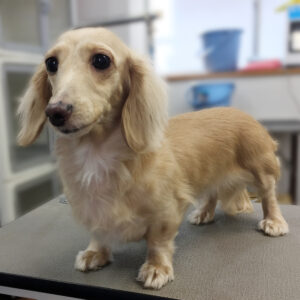 よろしくダックス