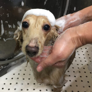 シャンプーダックス