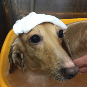 お風呂ダックス