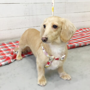 仕上がりダックス