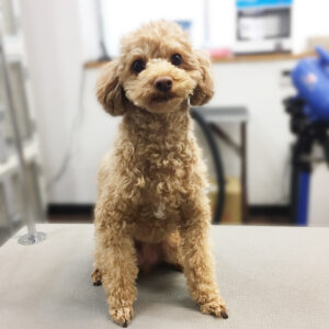 よろしくトイプー