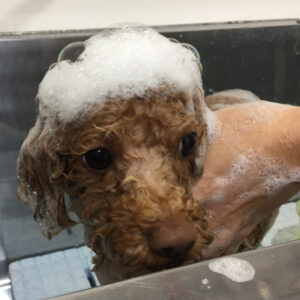 シャンプートイプー