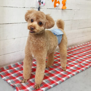 仕上がりトイプー